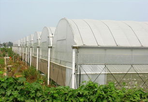 GLP625型薄膜連棟大棚特價供應 價格、廠家與圖片全解析