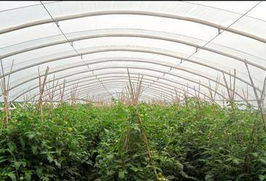 佛山市順德區晶正塑料 大棚薄膜領域的創新與實踐