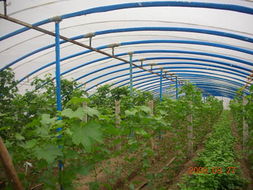 超強鍍塑溫室大棚骨架機與支架機 高效搭建蔬菜大棚的理想之選