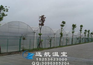 河南連棟薄膜大棚 高效農(nóng)業(yè)的“透明外衣”